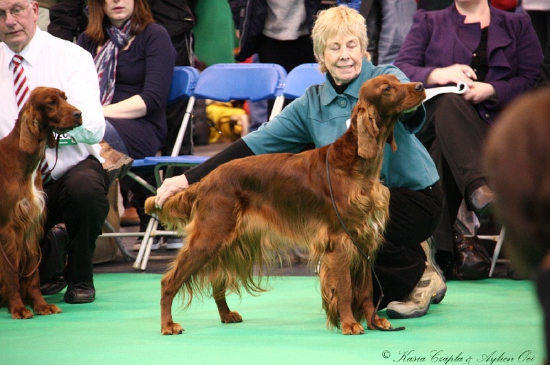 Crufts2011 272.jpg